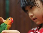 养好家庭宠物鸟的秘密：你不能忽视的6个关键因素！