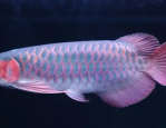 龙鱼混养打架？这10招让您的水族箱和谐共处！