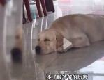 狗子陪爷爷徒步一小时，竟然从‘废狗’变身‘超能伴侣’！