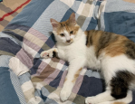 别再忽视！猫咪这些隐藏信号竟在默默求救，千万别踩雷！