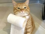 养猫真相！猫咪陪你上厕所，背后隐藏的秘密，让人意想不到！