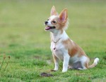 吉娃娃犬：你不知道的性格秘密让人又爱又恨！